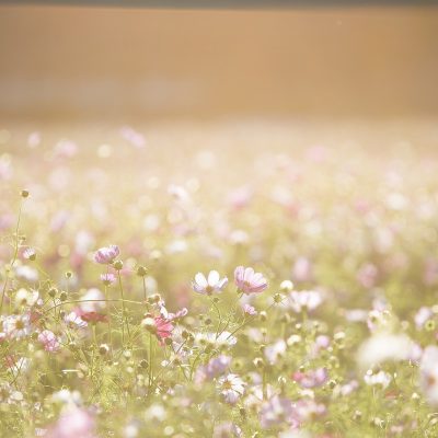 champ de fleurs